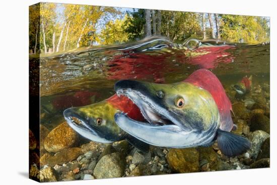 Red salmon swimming upstream, Canada-Franco Banfi-Premier Image Canvas
