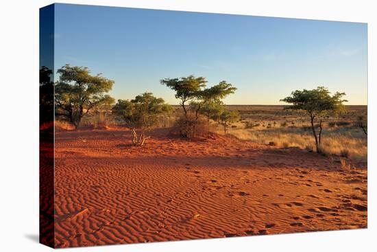 Red Sands and Bush at Sunset, Kalahari-halpand-Premier Image Canvas