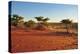 Red Sands and Bush at Sunset, Kalahari-halpand-Premier Image Canvas