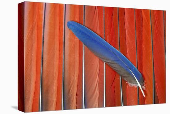 Red Scarlet Macaw Tail Feathers Overlaid with Blue Tail Feather-Darrell Gulin-Premier Image Canvas