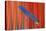 Red Scarlet Macaw Tail Feathers Overlaid with Blue Tail Feather-Darrell Gulin-Premier Image Canvas