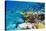 Red Sea Racoon Butterflyfish-Georgette Douwma-Premier Image Canvas