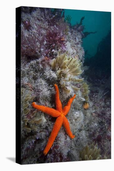 Red Sea Star (Echinaster Sepositus) and Bryozoans Fauna. Channel Islands, UK July-Sue Daly-Premier Image Canvas