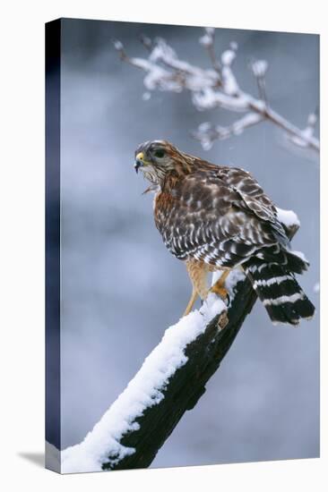 Red-Shouldered Hawk Adult in Snow-null-Premier Image Canvas