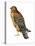 Red-Shouldered Hawk (Buteo Lineatus), Birds-Encyclopaedia Britannica-Stretched Canvas