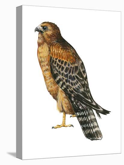 Red-Shouldered Hawk (Buteo Lineatus), Birds-Encyclopaedia Britannica-Stretched Canvas