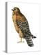 Red-Shouldered Hawk (Buteo Lineatus), Birds-Encyclopaedia Britannica-Stretched Canvas