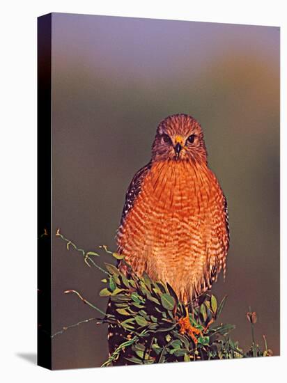 Red-shouldered Hawk in Early Morning Light, Everglades National Park, Florida, USA-Charles Sleicher-Premier Image Canvas