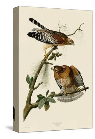 Download 'Red-Shouldered Hawk' Stretched Canvas Print - John James ...