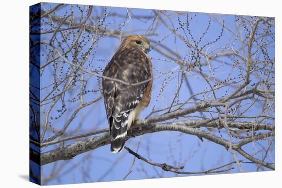 Red-Shouldered Hawk-Joe McDonald-Premier Image Canvas