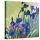 Red Show Irises-Beth A. Forst-Stretched Canvas