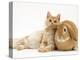 Red Silver Turkish Angora Cat and Sandy Lop Rabbit Snuggling Together-Jane Burton-Premier Image Canvas