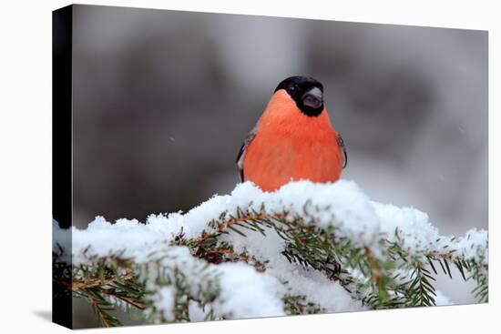 Red Songbird Bullfinch Sitting on Snow Branch during Winter. Wildlife Scene from Czech Nature. Beau-Ondrej Prosicky-Premier Image Canvas