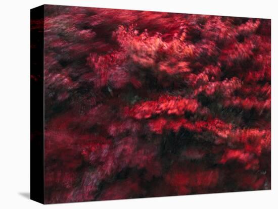 Red Splash-Art Wolfe-Premier Image Canvas