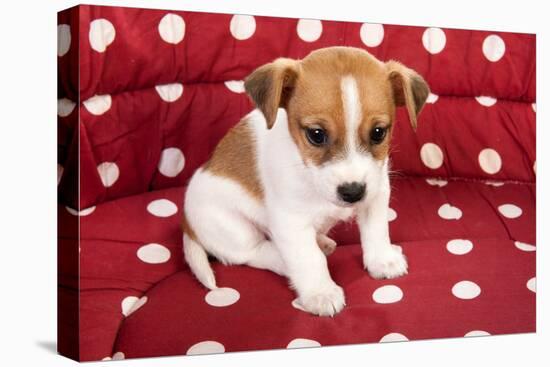 Red Spotted Pet Bed With Little Jack Russel Puppy-Ivonnewierink-Premier Image Canvas