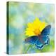 Red-Spotted Purple Admiral On Yellow Coreopsis Flower-Sari ONeal-Premier Image Canvas