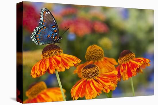 Red Spotted Purple Butterfly-Darrell Gulin-Premier Image Canvas