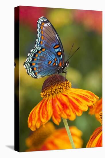 Red-Spotted Purple Butterfly-Darrell Gulin-Premier Image Canvas