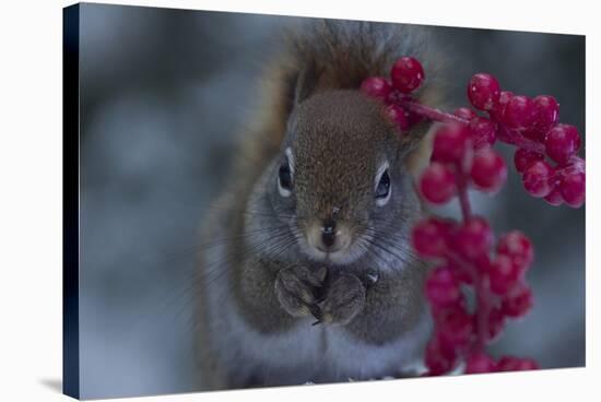 Red Squirrel And Berries-Andre Villeneuve-Stretched Canvas