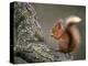 Red Squirrel, Angus, Scotland, UK-Niall Benvie-Premier Image Canvas