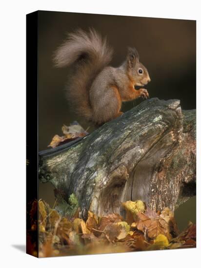 Red Squirrel, Autumn, Cairngorms National Park, Scotland-Pete Cairns-Premier Image Canvas