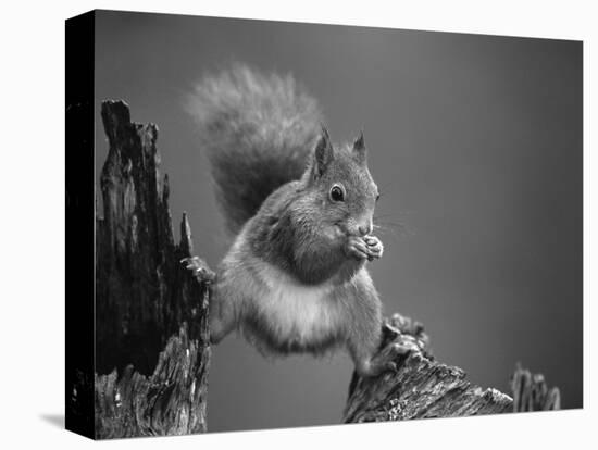 Red Squirrel Balancing on Pine Stump, Norway-Niall Benvie-Premier Image Canvas