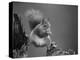 Red Squirrel Balancing on Pine Stump, Norway-Niall Benvie-Premier Image Canvas