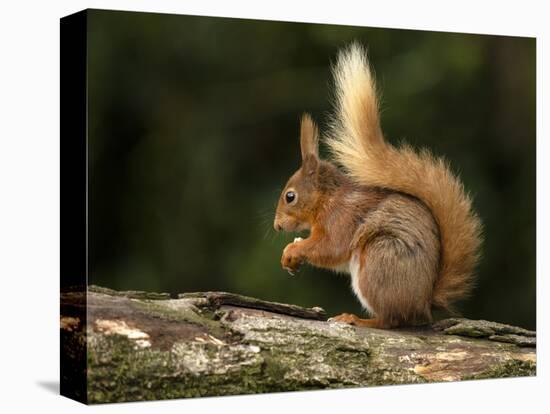 Red Squirrel, County Laois, Leinster, Republic of Ireland, Europe-Carsten Krieger-Premier Image Canvas