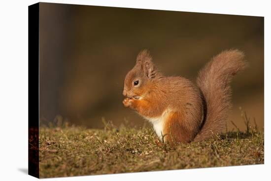 Red Squirrel Eating Nuts on Woodland Floor-null-Premier Image Canvas