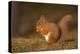 Red Squirrel Eating Nuts on Woodland Floor-null-Premier Image Canvas