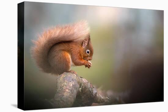 Red squirrel feeding, Cairngorms National Park, Scotland, UK-Ross Hoddinott-Premier Image Canvas