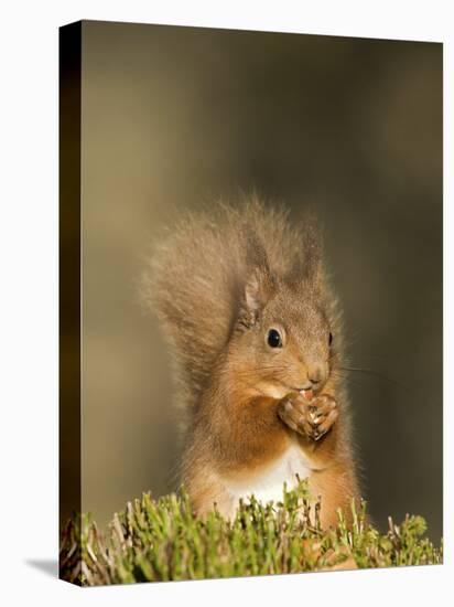 Red Squirrel Feeding, Cairngorms, Scotland, UK-Andy Sands-Premier Image Canvas