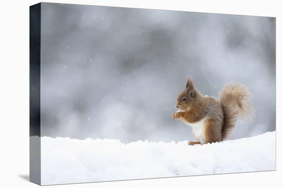 Red squirrel feeding in snow. Scotland, UK-Paul Hobson-Premier Image Canvas