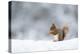 Red squirrel feeding in snow. Scotland, UK-Paul Hobson-Premier Image Canvas