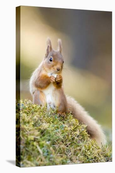 Red Squirrel Feeding-Duncan Shaw-Premier Image Canvas