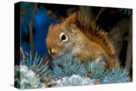 Red Squirrel in a Blue Spruce-null-Stretched Canvas