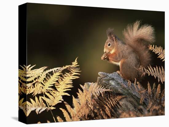 Red Squirrel in Autumn, Scotland, UK Strathspey-Pete Cairns-Premier Image Canvas