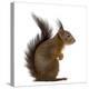 Red Squirrel in Front of a White Background-Life on White-Premier Image Canvas