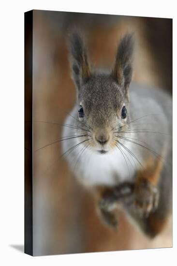 Red squirrel, in winter pelage, Kalvtrask, Vasterbotten, Sweden. December-Staffan Widstrand-Premier Image Canvas