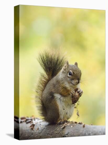 Red Squirrel, Jenny Lake, Grand Teton National Park, Wyoming, USA-Rolf Nussbaumer-Premier Image Canvas