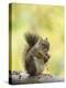 Red Squirrel, Jenny Lake, Grand Teton National Park, Wyoming, USA-Rolf Nussbaumer-Premier Image Canvas