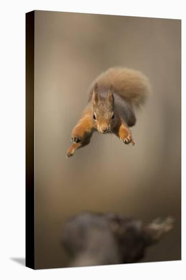 Red squirrel jumping towards camera. Scotland, UK-Paul Hobson-Premier Image Canvas