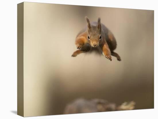 Red squirrel jumping towards camera. Scotland, UK-Paul Hobson-Premier Image Canvas
