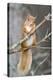 Red Squirrel on a Branch-Duncan Shaw-Premier Image Canvas