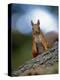 Red Squirrel on Tree Trunk, Scotland-Niall Benvie-Premier Image Canvas