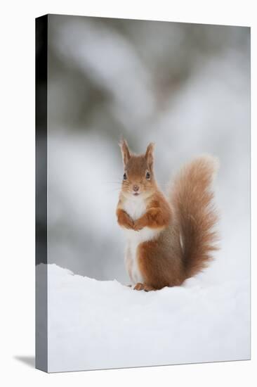 Red Squirrel (Sciurus Vulgaris) Adult in Snow, Cairngorms National Park, Scotland, February-Mark Hamblin-Premier Image Canvas