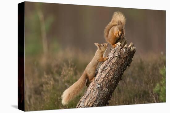 Red Squirrel (Sciurus Vulgaris) Approaching Another as it Eats a Nut, Cairngorms Np, Scotland-Peter Cairns-Premier Image Canvas