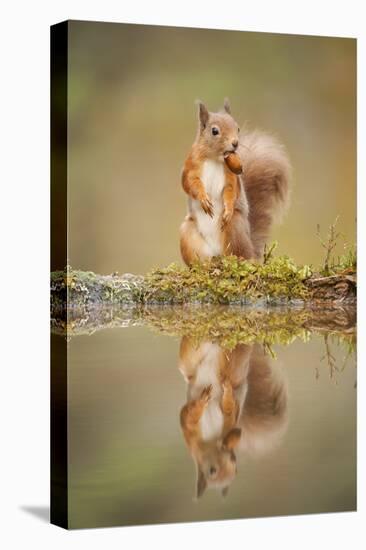 Red Squirrel (Sciurus Vulgaris) at Woodland Pool, Feeding on Nut, Scotland, UK-Mark Hamblin-Premier Image Canvas