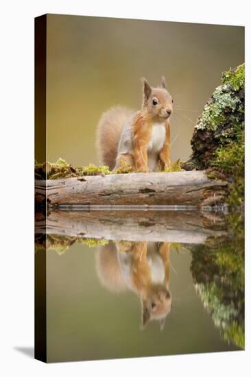 Red Squirrel (Sciurus Vulgaris) at Woodland Pool, Scotland, UK, November-Mark Hamblin-Premier Image Canvas