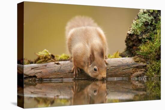 Red Squirrel (Sciurus Vulgaris) Drinking from Woodland Pool, Scotland, UK, November-Mark Hamblin-Premier Image Canvas